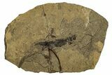 Permian Fossil Fish (Paramblypterus) - Germany #264884-1
